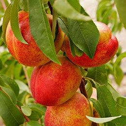 Self-fertile dwarf Nectarine